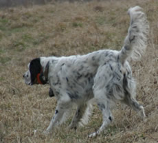 Our lovely male Llewellin Setter, Levi